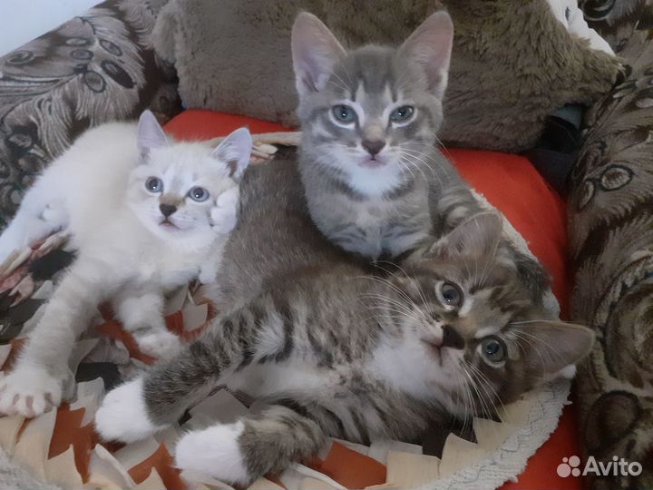 Отдам котят добрым и заботливым людям