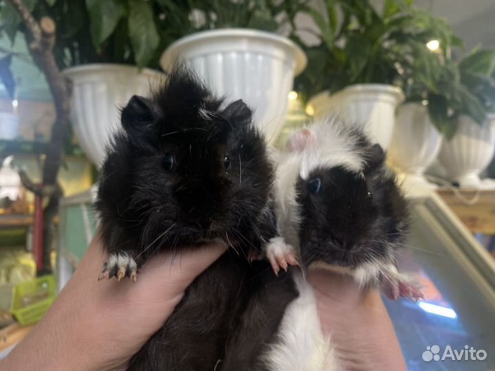 Морские свинки малыши и взрослые