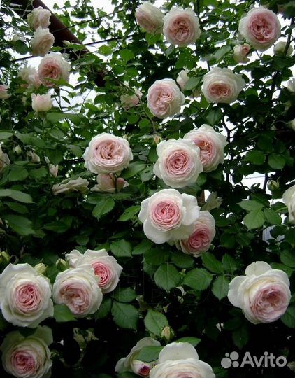 Саженцы Роз
