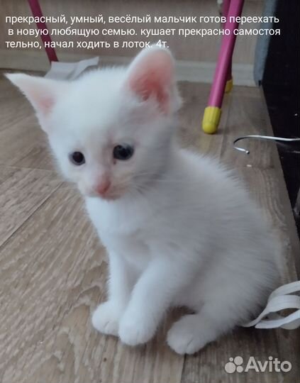 Котята мейн-кун