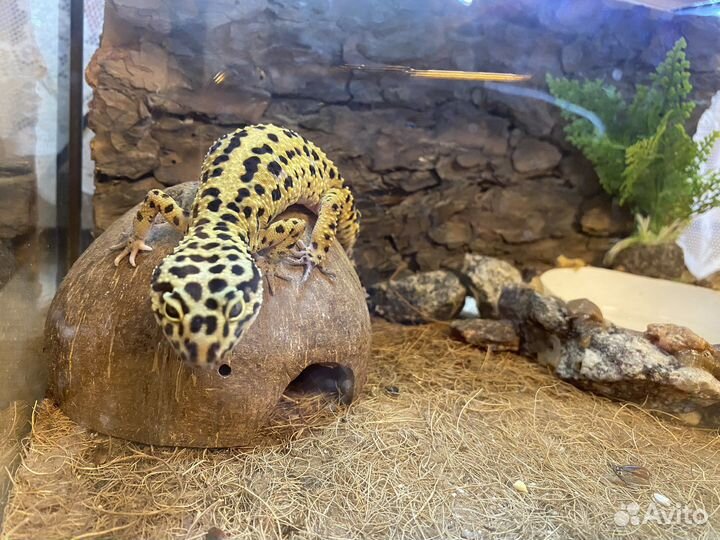 Геккон эублефар