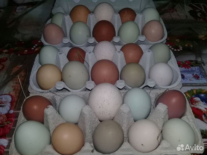 Домашние Куриные, Индюшиные яйца