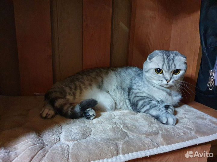 Ищем жениха