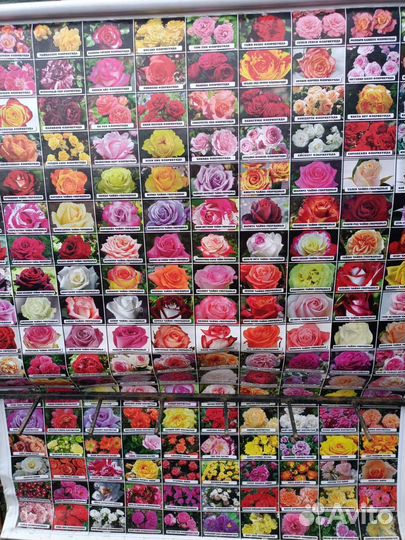 Саженцы роз