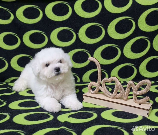 Бишон фризе Девочка. Москва