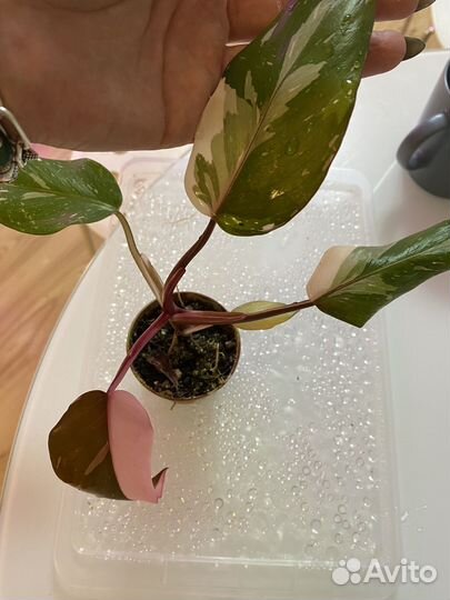 Филодендрон розовая принцесса