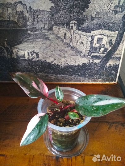 Филодендрон розовая принцесса