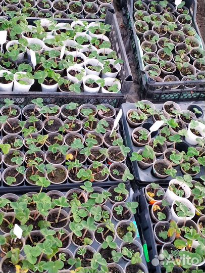 Саженцы клубники