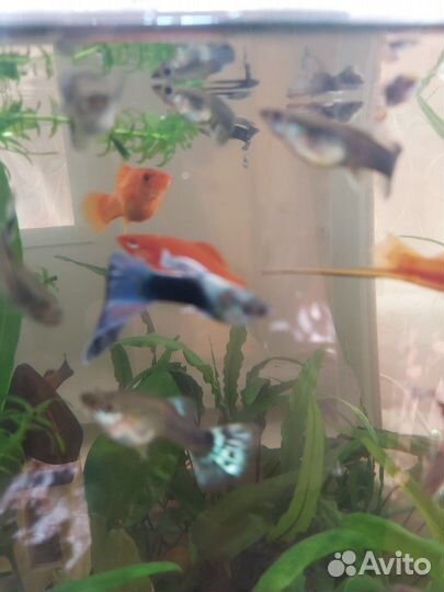 Аквариумные рыбки