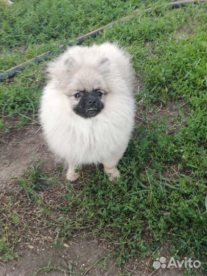 Померанский шпиц РКФ