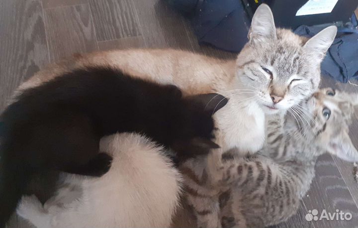 Котята бесплатно,отдам в хорошие руки,девочки