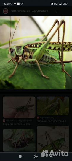Саранча для сома