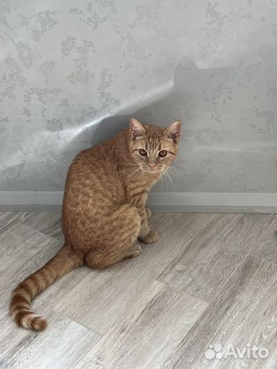 Кот в добрые руки