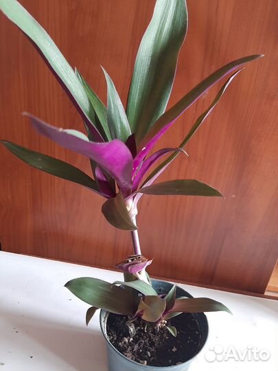 Традесканции