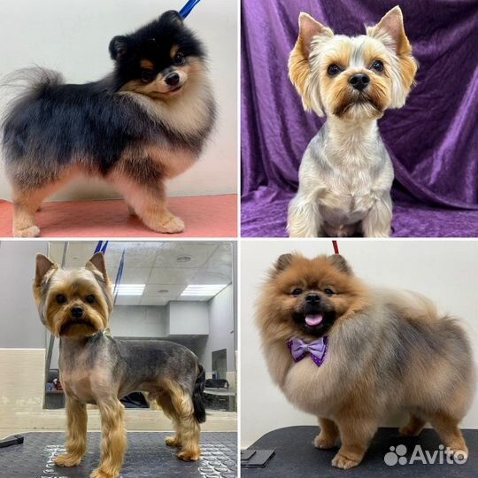 Груминг, стрижка собак и кошек