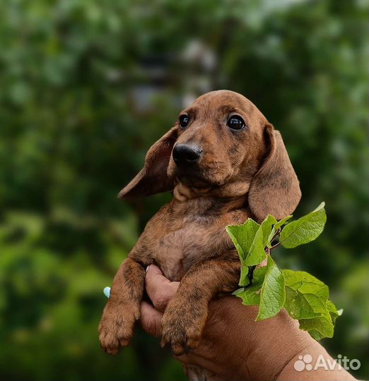Такса миниатюрная гладкошерстная
