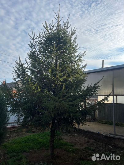 Елка 6 метров