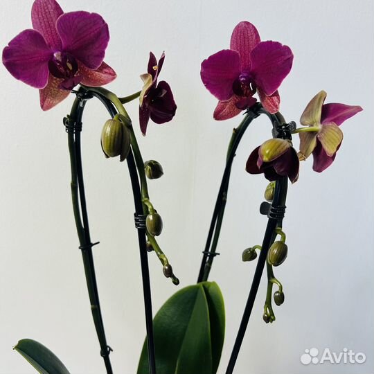 Орхидея фаленопсис 2 стрелы Каскад