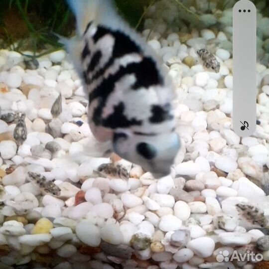 Сапфировый попугай малыши