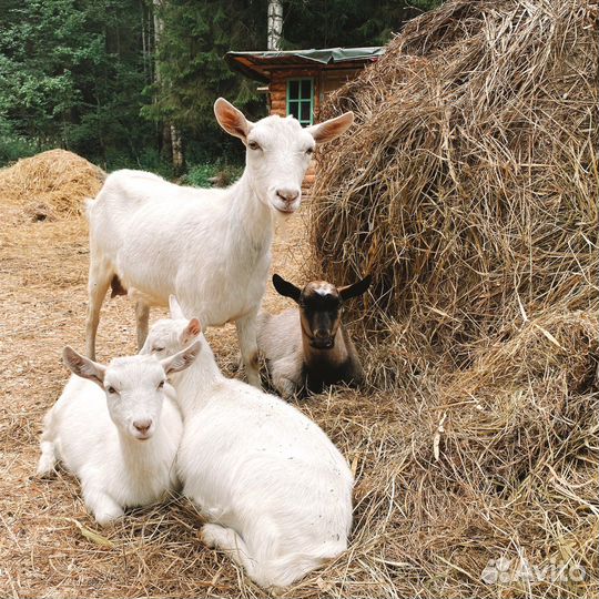 Козы козлята