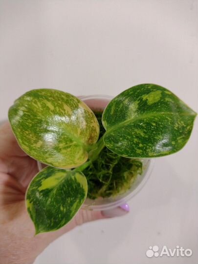 Филодендрон Конго Грин Марбл вар