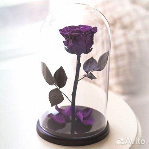 Роза в колбе. Живая