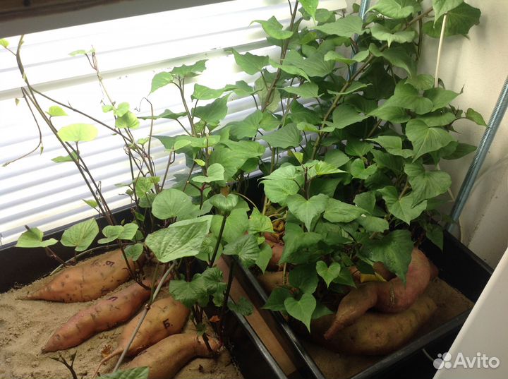 Черенки батата 3 сорта