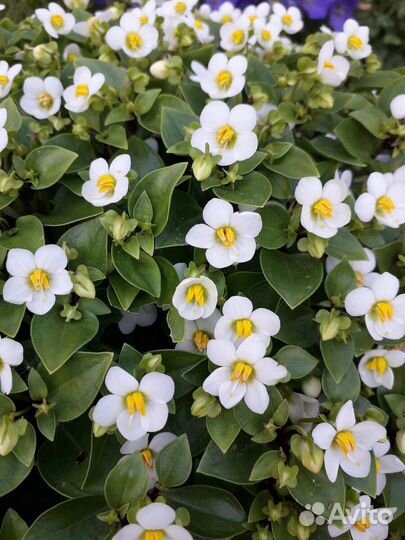 Экзакумы (Персидские фиалки)