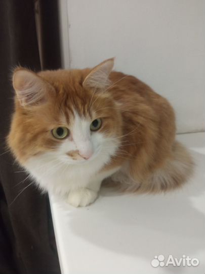 Коты-красавцы в добрые, ласковые руки. кошка