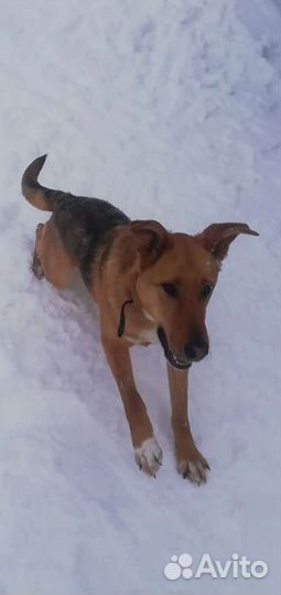 Собака-улыбака