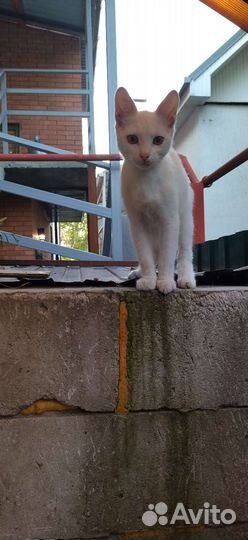 Котёнок белый, мальчик, 5-6 месяцев