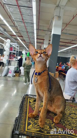 Ласковый котёнок