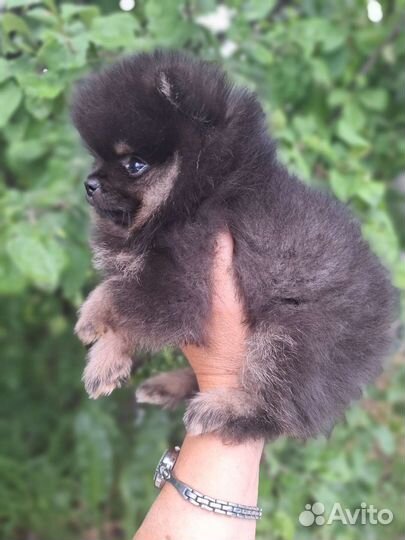 Шпиц мальчик мини