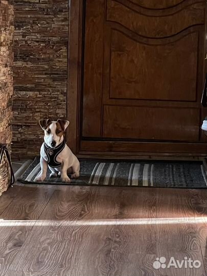 Вязка кобеля Джек Рассел терьера