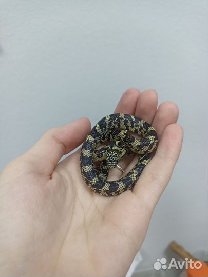 Королевская змея