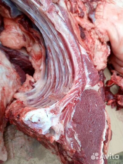 Мясо дикого кабана (арт 003)