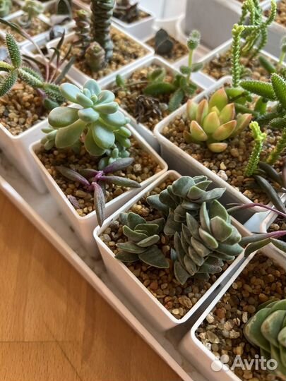 Суккуленты в горшочках с грунтом