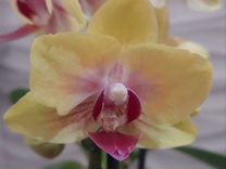 Орхидея фаленопсис много цветущих