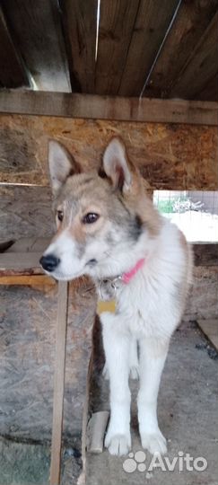 Ошейник на заказ