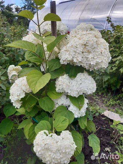 Гортензия Анабель