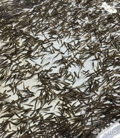 Малек форели, для зарыбления узв и прудов