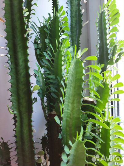 Молочай, педилантус, традесканция, фиалки