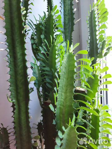 Молочай, педилантус, традесканция, фиалки