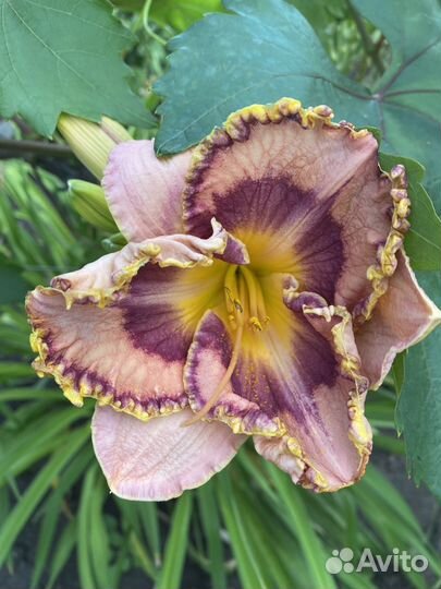 Лилейники сортовые