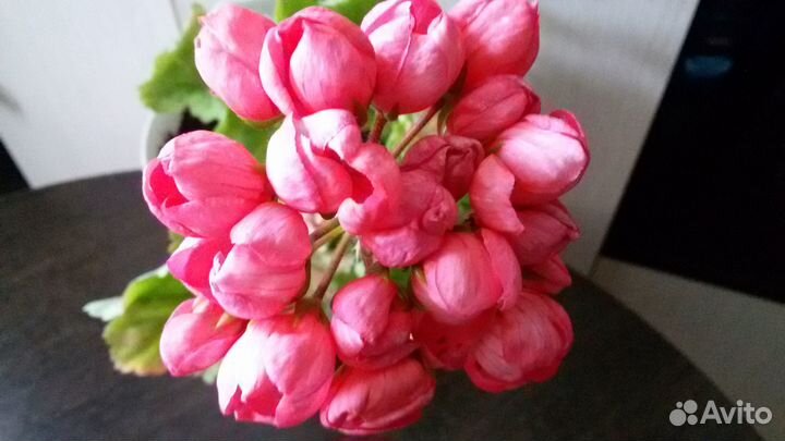 Пеларгонии элитные