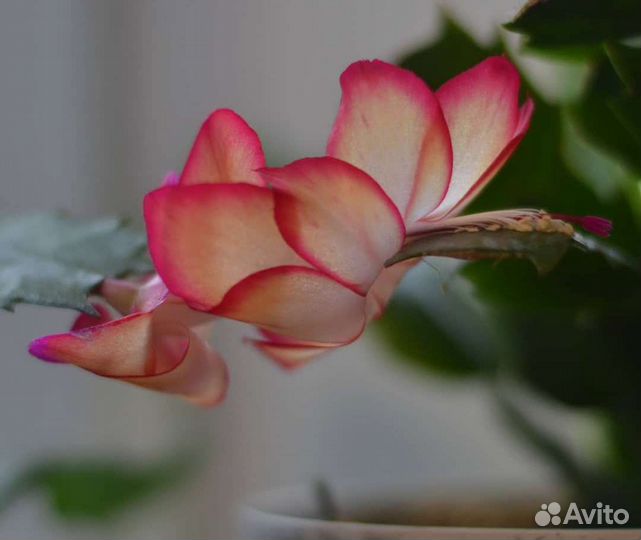 Декабрист сорт Самба Бразил