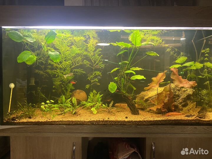 Аквариум 200 литров с тумбой