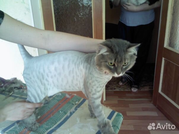 Стрижка кошек и собак. Тольятти.Выезд