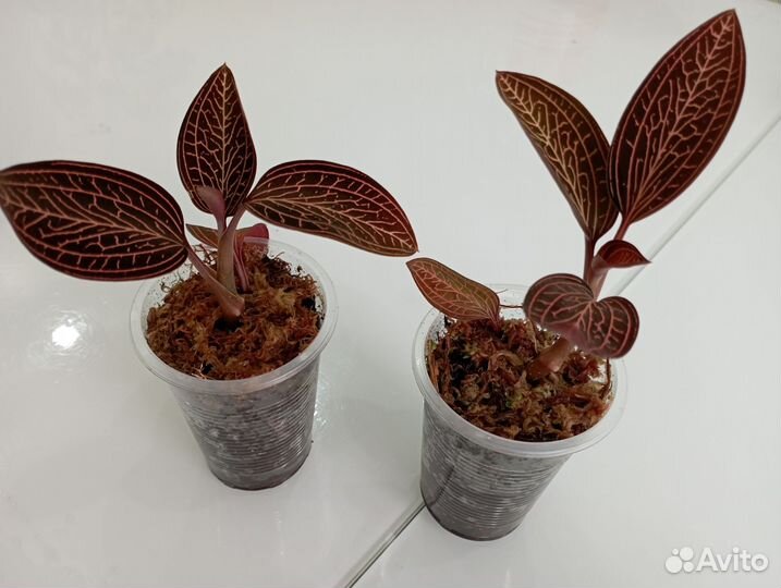 Драгоценная орхидея