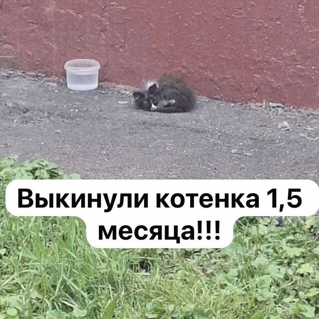 Котёнок в добрые руки